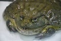 Water frog or Toad-Bull Pyxicephalus abspersus Royalty Free Stock Photo