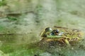 Water frog in the water Royalty Free Stock Photo