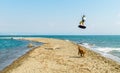 Water fun and kiteboarding on Ada Bojana, Montenegro, with a dog