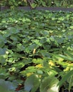 Water garden background. The bud of the lotus flower in the wild, on a background of green leaves. Lotus buds or water lily and Royalty Free Stock Photo