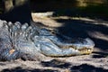 Alligator out to get some sun Royalty Free Stock Photo