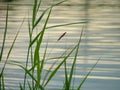 Water & grass Royalty Free Stock Photo