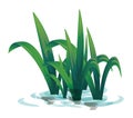 Water plants growing in the water isolated. Green leaves water grasses and plants are grown in the river Royalty Free Stock Photo