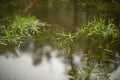 Water and grass. Flooded soil. Spring puddle in forest Royalty Free Stock Photo