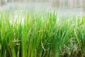 Water grass