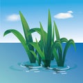 Water plants growing in the water of a pond. Long green leaves and plants are grown in the river Royalty Free Stock Photo