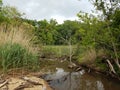 Water and grasses and trees in wetland or swamp Royalty Free Stock Photo