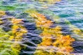 The water is green and blue with some yellowish-brown algae floating on top Royalty Free Stock Photo