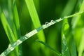 Water in green grass