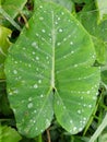 Water green leaf  taro weat nature Royalty Free Stock Photo