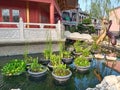 Water, green plants and a crane statue symbolizing loyalty. A harmonious combination that calms our minds