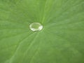 water on greeny leaf, beauty image