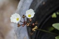 Reeling Burhead white flowers on aquatic plant