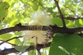 Close up of guava flower water