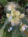 Water Guava Flower Royalty Free Stock Photo