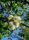 Indonesian water guava flower