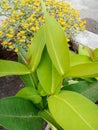 WATER GUAVA LEAVES