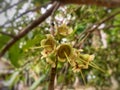 water guava pistils