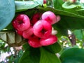 Red water guava on a dense tree