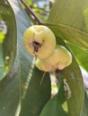 Water guava ( Syzygium aqueum) on the tree