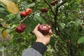 Water guava or Syzygium samarangense from its fresh tree