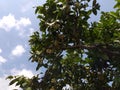 Water guava trees with several kinds