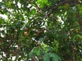 Water guava trees with several kinds