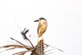 Water gulls bird from Backwater in Kerala Royalty Free Stock Photo