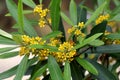 Water Gum plant in flower Royalty Free Stock Photo