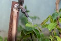 Water gushing over garden plants