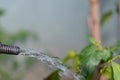 Water gushing over garden plants