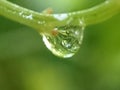 Water hanging from twigs against a blurry background Royalty Free Stock Photo