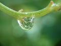 Water hanging from twigs against a blurry background Royalty Free Stock Photo