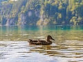 A female mallard swims on a mountain lake Royalty Free Stock Photo