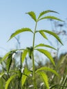 Water hemlock Cicuta virosa leaves