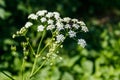 Water hemlock Conium maculatum flowers Royalty Free Stock Photo