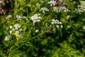 Water hemlock Conium maculatum flowers Royalty Free Stock Photo