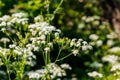 Water hemlock Conium maculatum flowers Royalty Free Stock Photo