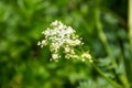 Water hemlock Conium maculatum flowers Royalty Free Stock Photo