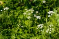 Water hemlock Conium maculatum flowers Royalty Free Stock Photo