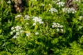 Water hemlock Conium maculatum flowers Royalty Free Stock Photo