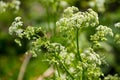 Water hemlock Conium maculatum flowers Royalty Free Stock Photo