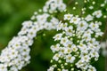 Water hemlock Conium maculatum flowers Royalty Free Stock Photo