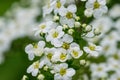 Water hemlock Conium maculatum flowers Royalty Free Stock Photo