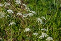 Water hemlock Conium maculatum