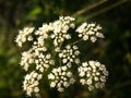 Water hemlock Conium maculatum wildflower. Royalty Free Stock Photo