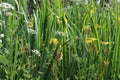 Water hemlock and iris wilsonii flowering plants in a green field on a sunny day