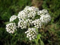 Water hemlock Royalty Free Stock Photo