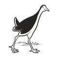 Water hen cartoon walking and searching food