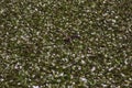 Water hen chick making its way through water caltrop thickets